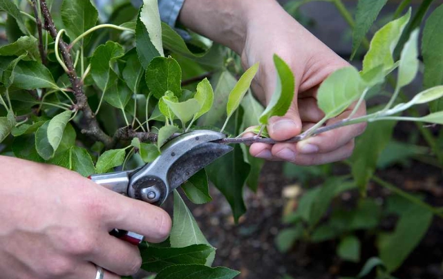 pruning techniques