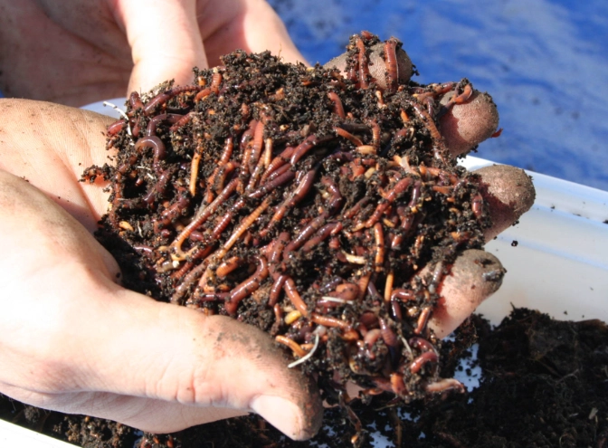 how to start vermicomposting
