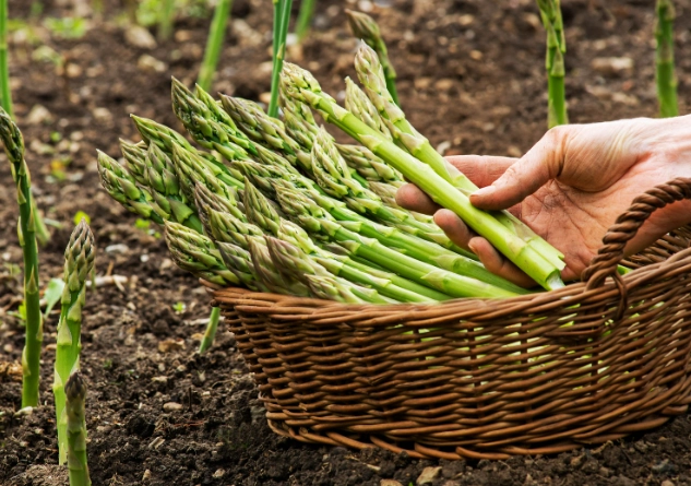 asparagus planting guide