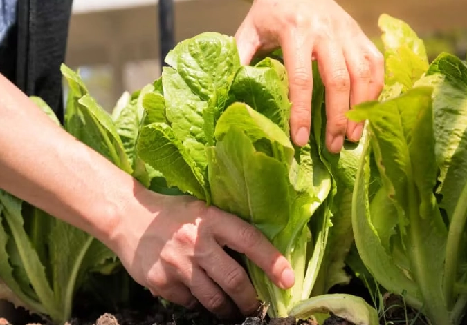 when to harvest lettuce