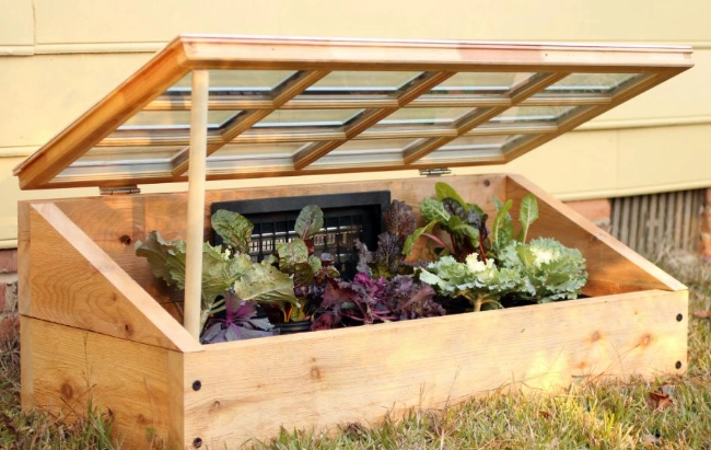 plants for cold frames