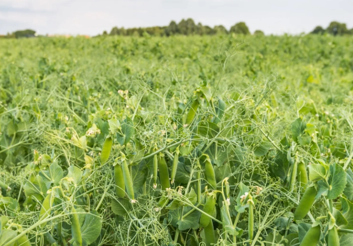 planting cover crops planting cover crops