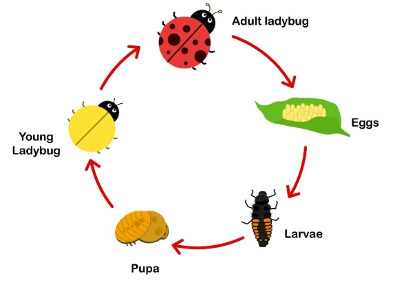 ladybug life cycle ladybug life cycle