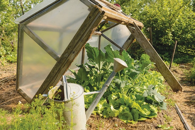 cold frame gardening