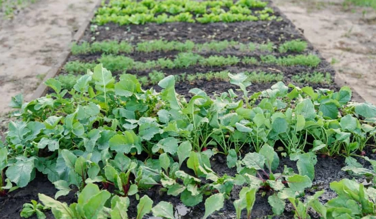 best cover crops best cover crops