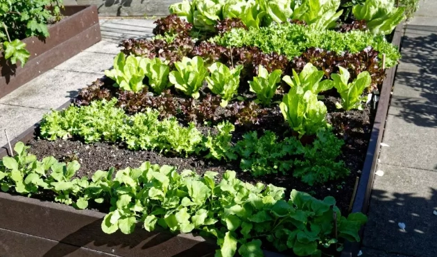 best soil for raised beds