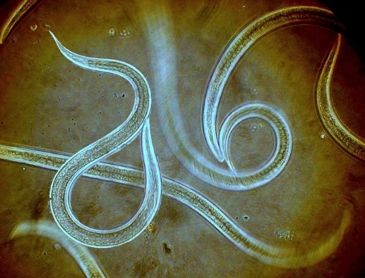 soil nematodes soil nematodes