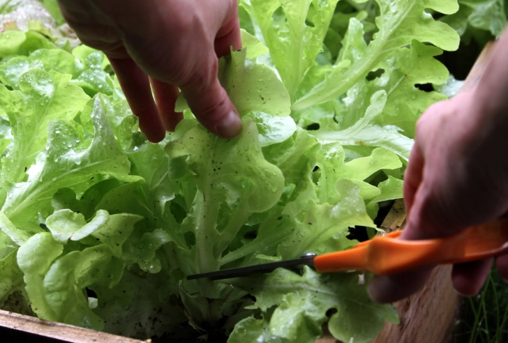 how to pick lettuce