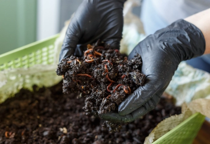 how to start vermicomposting