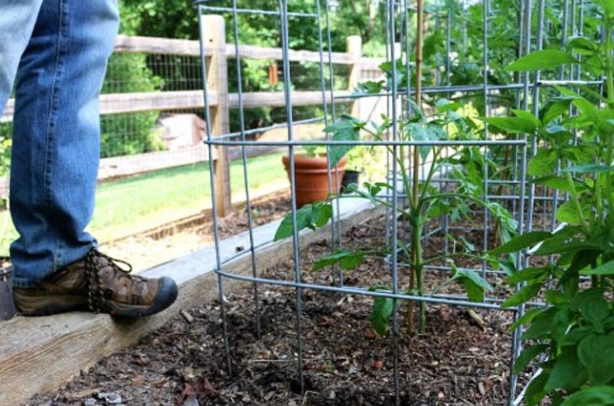 tomato plant support
