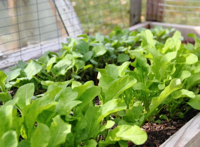 planting cover crops planting cover crops