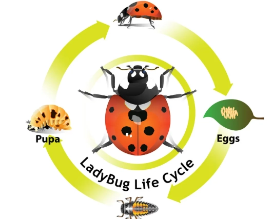 ladybug eggs ladybug eggs