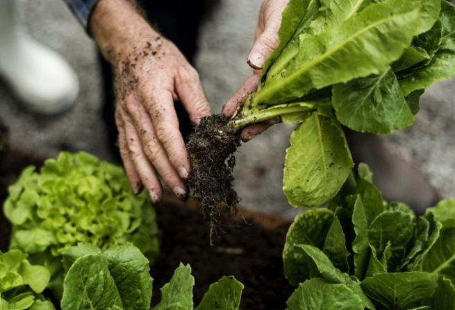 when to harvest lettuce