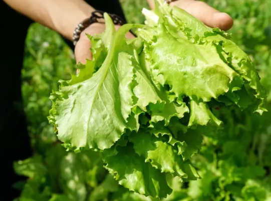 harvest lettuce