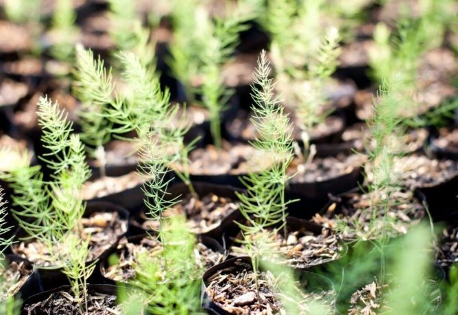 growing asparagus from seed