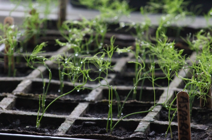 asparagus seed planting