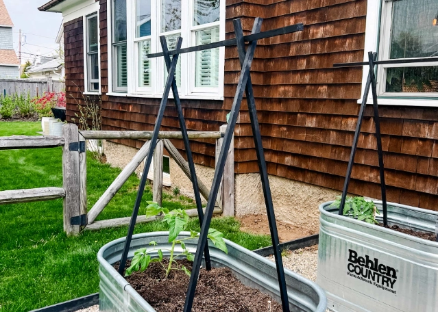 tomato plant support