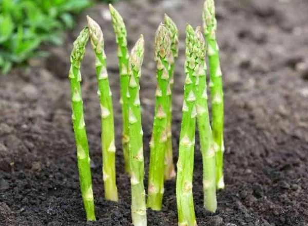 asparagus planting guide