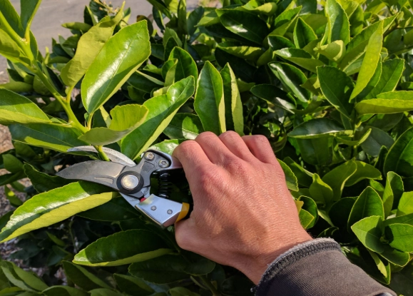 pruning techniques