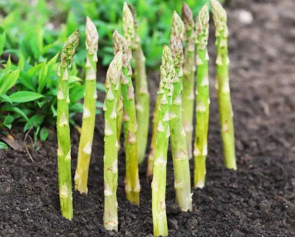how to grow asparagus