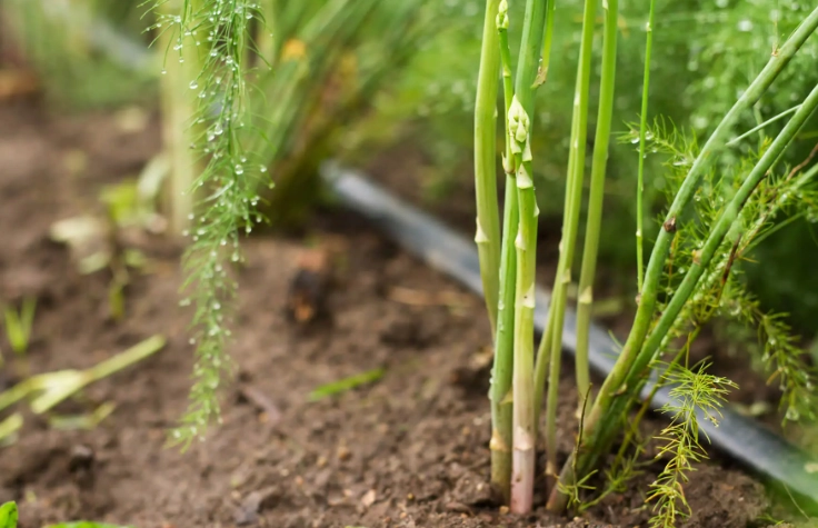 how to grow asparagus