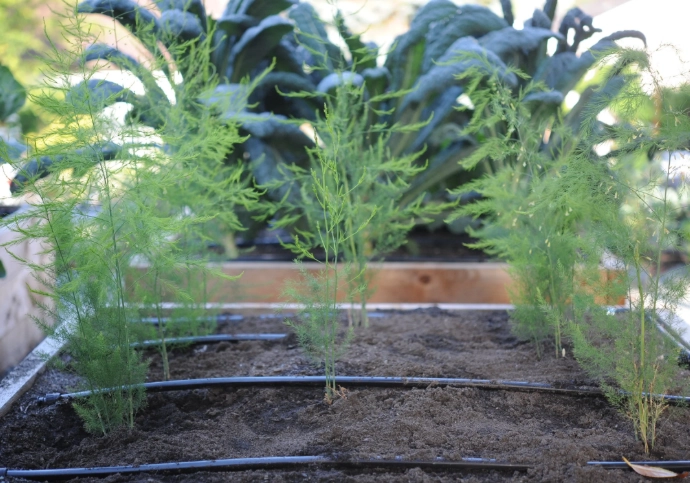 how to grow asparagus