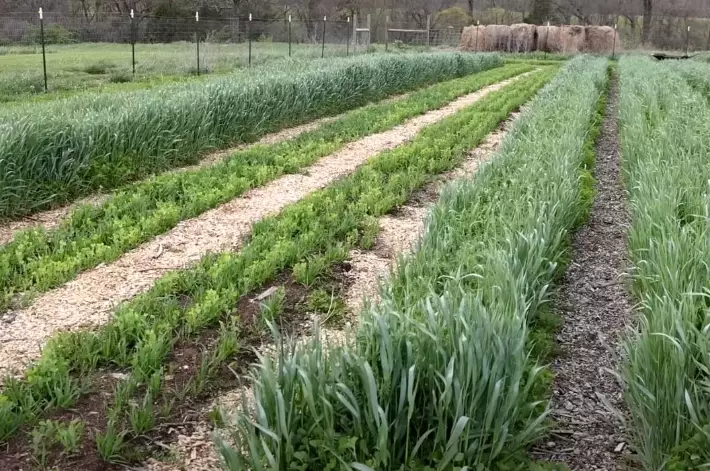 planting cover crops planting cover crops