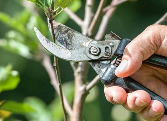 when to prune plants
