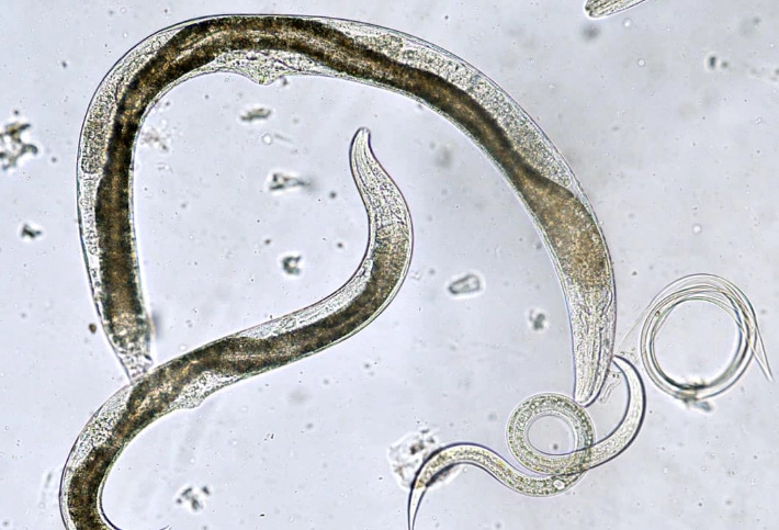root knot nematode root knot nematode