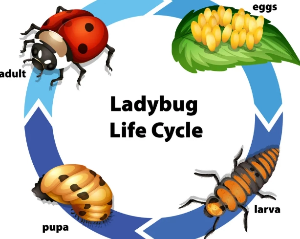ladybug life cycle ladybug life cycle