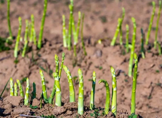 asparagus care tips