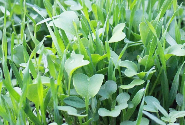 best cover crops best cover crops