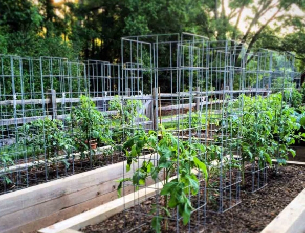 best tomato cages