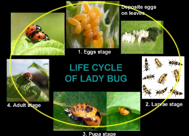 attract ladybugs attract ladybugs