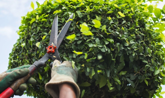 how to prune