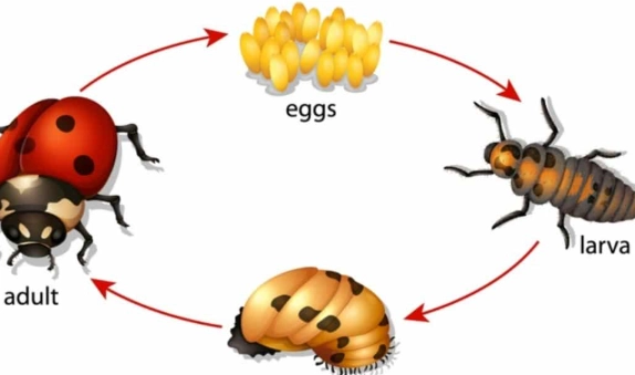 ladybug eggs ladybug eggs
