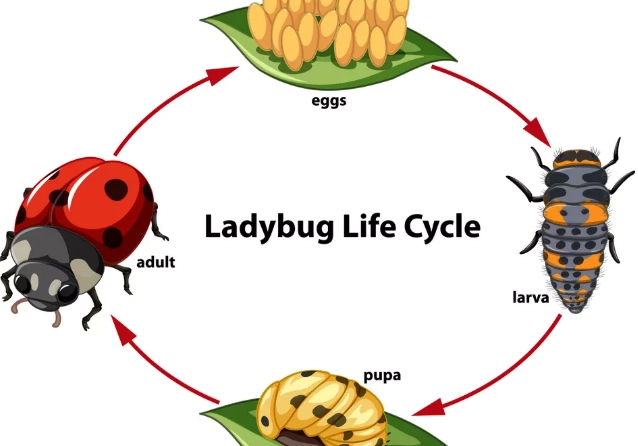 attract ladybugs attract ladybugs