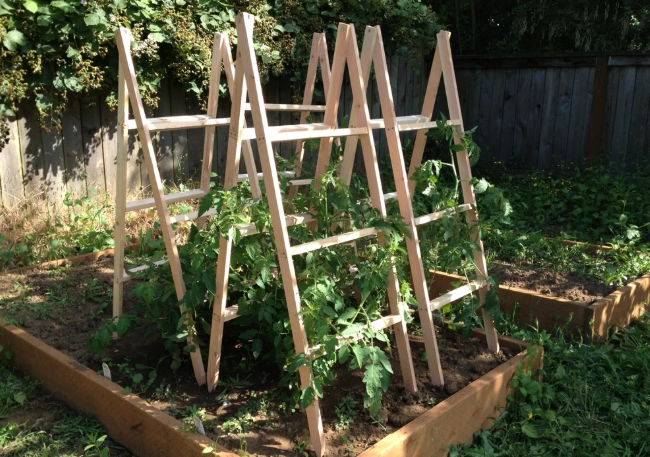 tomato plant support