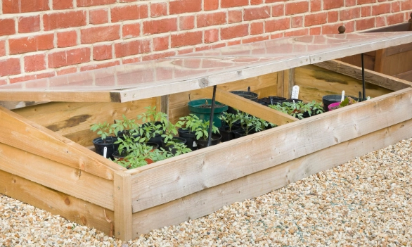 plants for cold frames