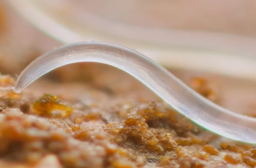 root knot nematode root knot nematode