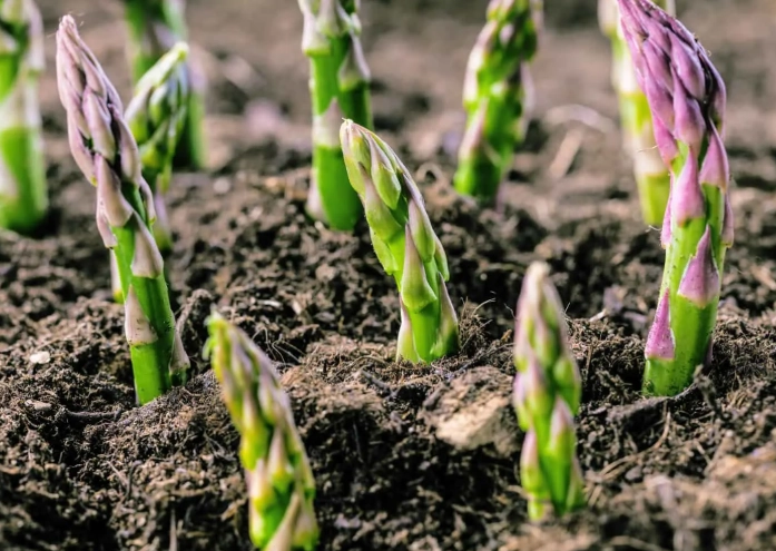 asparagus care tips