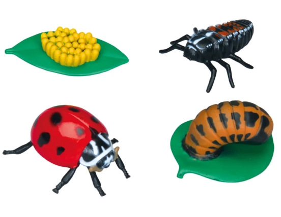 attract ladybugs attract ladybugs