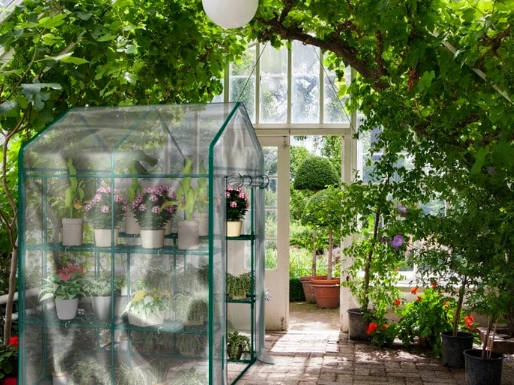 best plants for indoor greenhouse