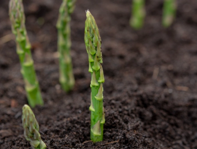 asparagus care tips