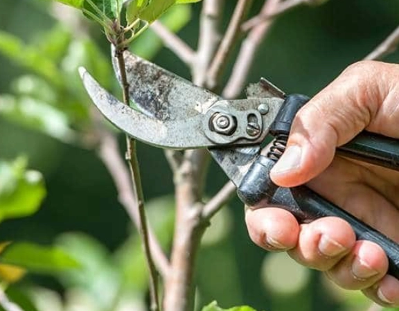 when to prune plants