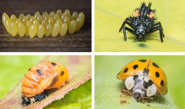 ladybug life cycle ladybug life cycle