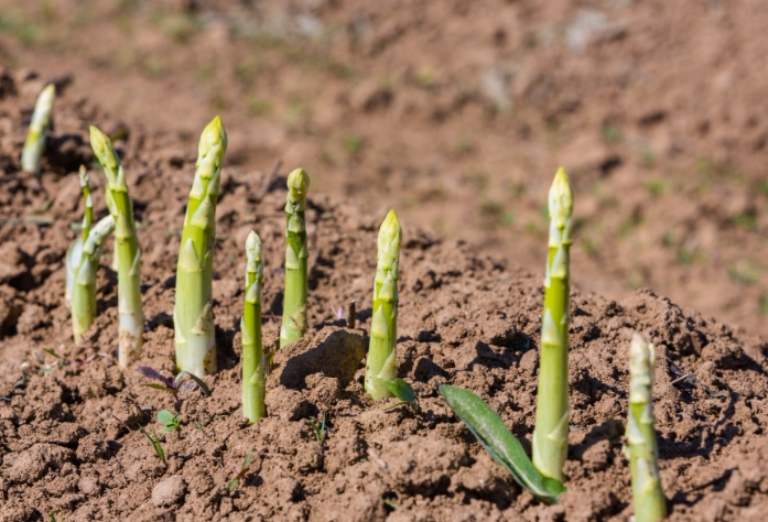 asparagus planting guide