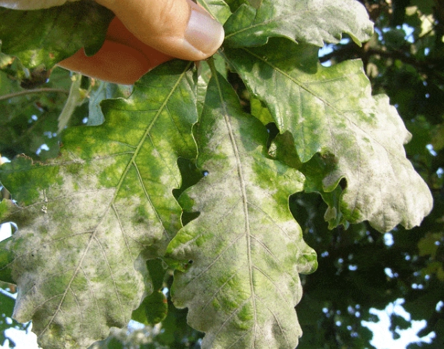 how to treat powdery mildew how to treat powdery mildew
