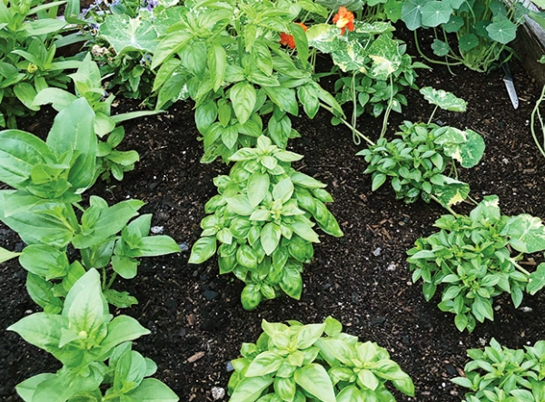 basil leaves description