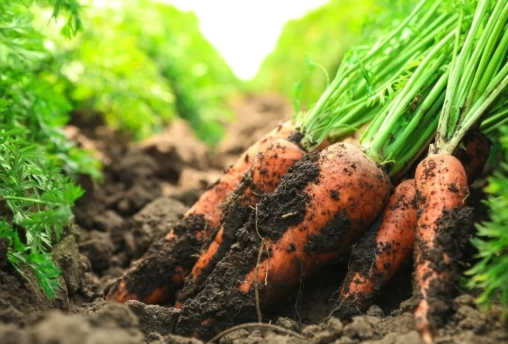 growing carrots guide
